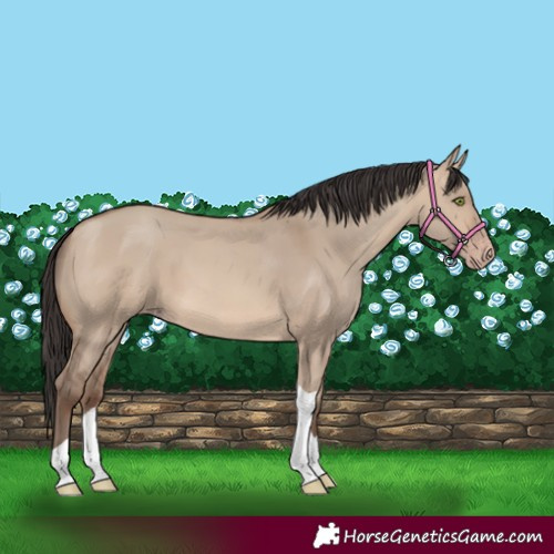 Horse Color:Sable Champagne Dun Tobiano 