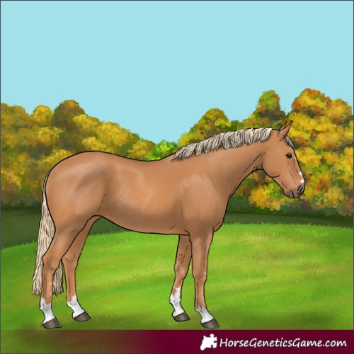Horse Color:Chestnut Rabicano 