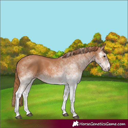 Horse Color:White Spotted Chestnut 