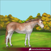Horse Color:White Spotted Chestnut 