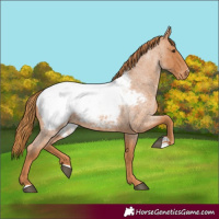 Horse Color:Red Roan Appaloosa 