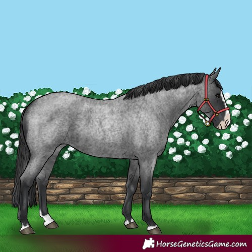 Horse Color:Blue Roan Splash 