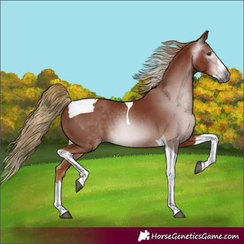 Horse Color:Gray Chestnut Splash Tobiano