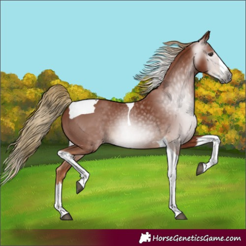 Horse Color:Gray Chestnut Splash Tobiano 