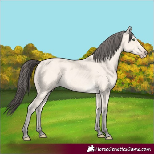 Horse Color:Amber Cream Champagne