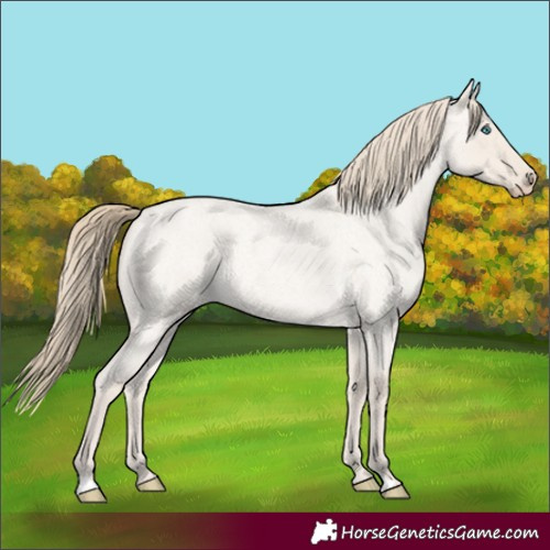 Horse Color:Smoky Creme Roan Dun
