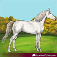 Horse Color:Smoky Creme Roan Dun