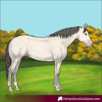 Horse Color:Amber Cream Champagne 