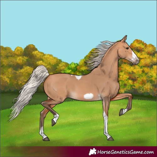 Horse Color:Silver Bay Dun Sabino Tobiano Frame Rabicano 