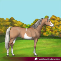 Horse Color:Silver Bay Dun Sabino Tobiano Frame Rabicano