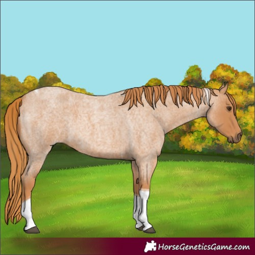Horse Color:Red Roan Tobiano 