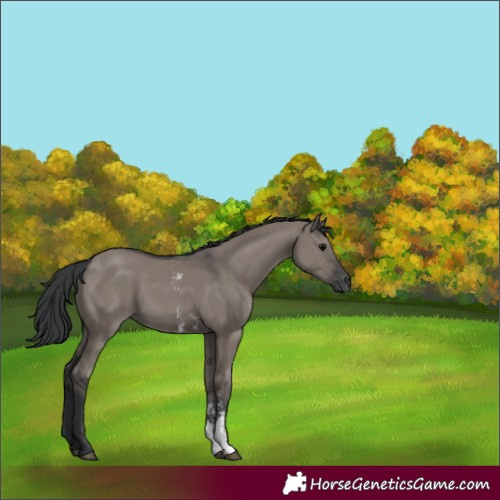 Horse Color:Grullo Sabino Rabicano 