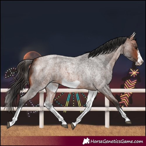 Horse Color:White Spotted Bay Roan Frame 