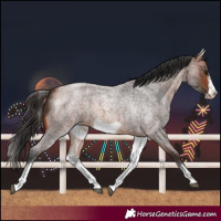 Horse Color:White Spotted Bay Roan Frame