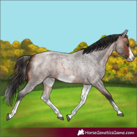 Horse Color:White Spotted Bay Roan Frame 