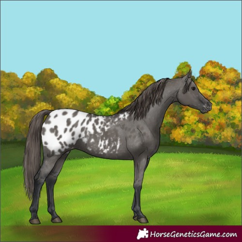 Horse Color:Grullo Blanket 
