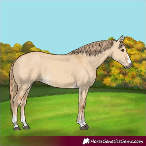 Horse Color:Red Dun 