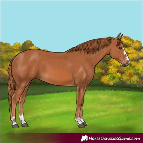 Horse Color:Chestnut 