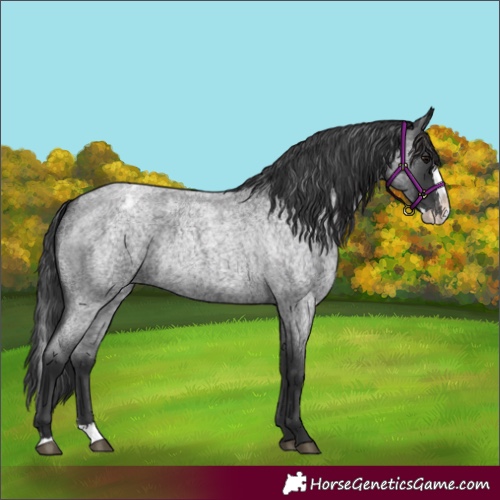 Horse Color:Blue Roan Splash Appaloosa 