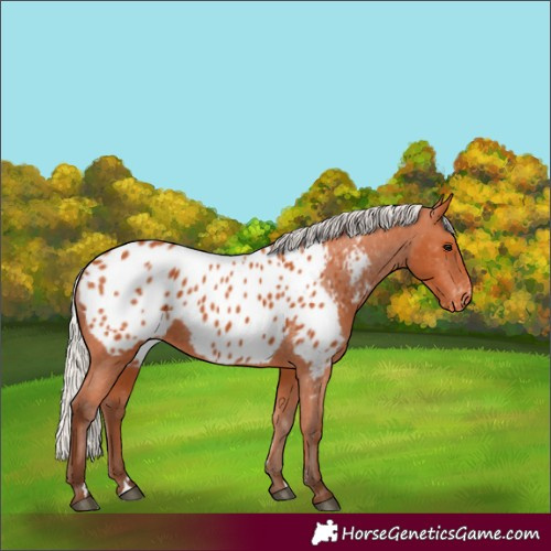 Horse Color:Silver Bay Appaloosa 