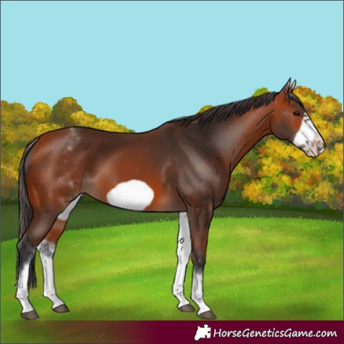 Horse Color:White Spotted Bay Frame