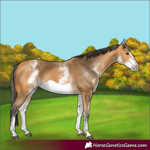 Horse Color:White Spotted Buckskin Frame
