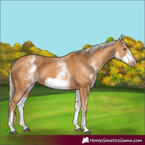 Horse Color:White Spotted Chestnut Frame