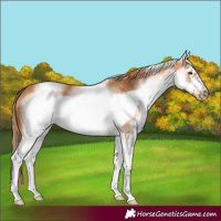 Horse Color:White Spotted Chestnut Frame 