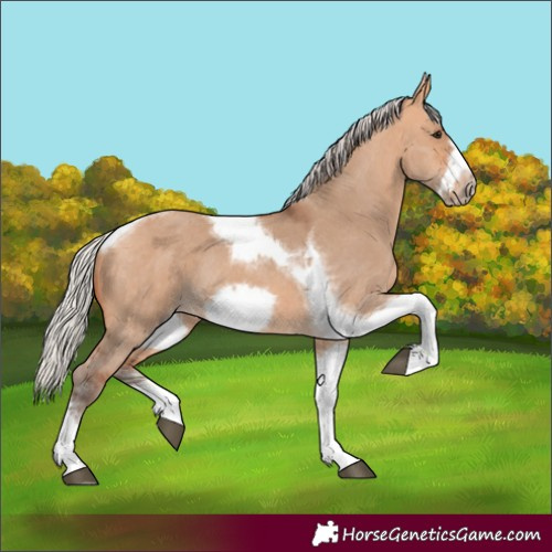 Horse Color:Silver Bay Dun Sabino Tobiano Frame Rabicano
