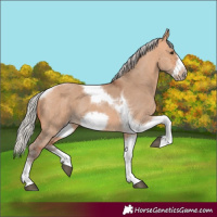 Horse Color:Silver Bay Dun Sabino Tobiano Frame Rabicano 