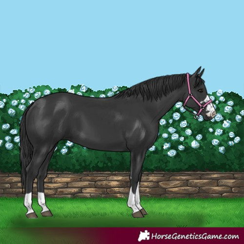 Horse Color:Black 