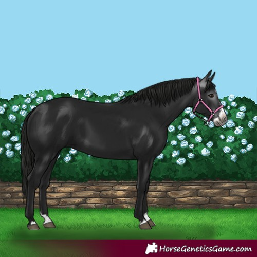 Horse Color:Gray Black Splash 