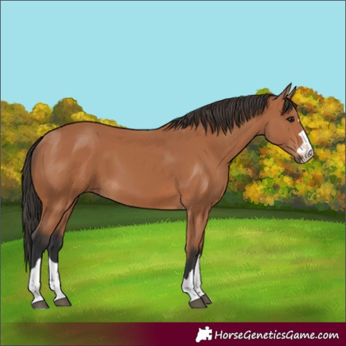 Horse Color:Bay 