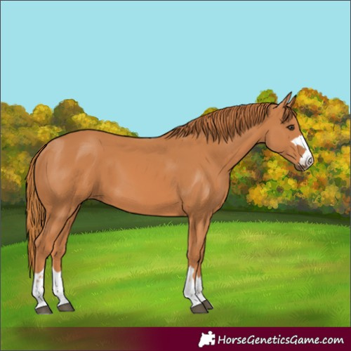 Horse Color:Chestnut 