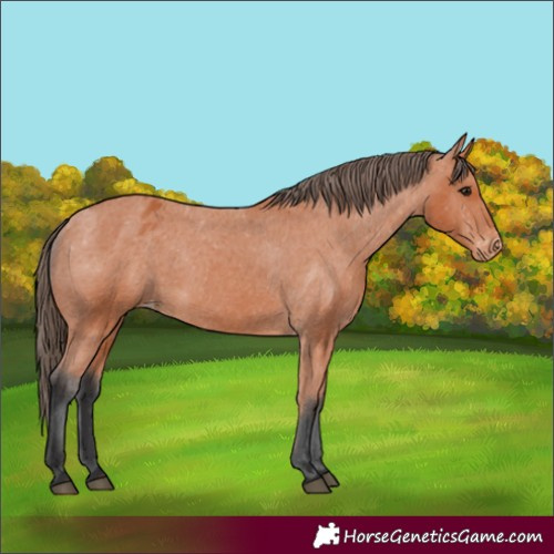 Horse Color:Bay Varnish 