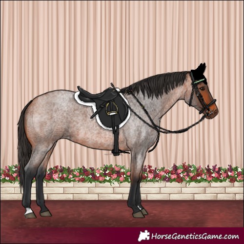 Horse Color:Bay Roan 