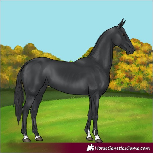 Horse Color:Black 