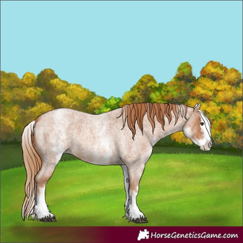Horse Color:White Spotted Red Roan Splash 