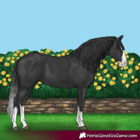 Horse Color:Black Splash