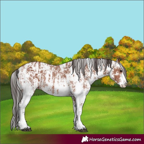 Horse Color:Bay Sabino Rabicano  and Bay Sabino Rabicano 