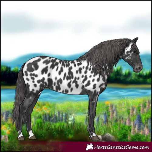 Horse Color:Black Appaloosa