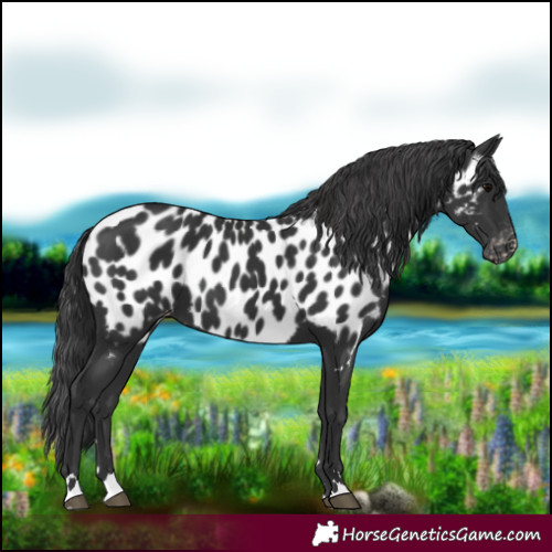 Horse Color:Black Appaloosa 