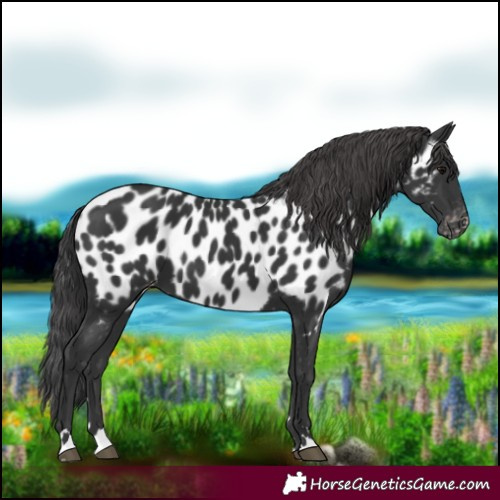 Horse Color:Black Near Leopard