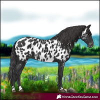 Horse Color:Black Near Leopard