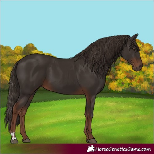 Horse Color:Liver Chestnut  and Liver Chestnut 