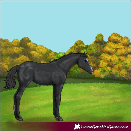 Horse Color:Black  and Black Splash 