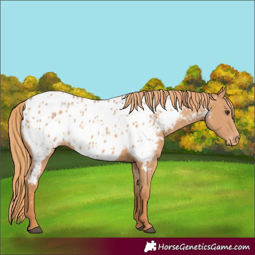 Horse Color:Chestnut Appaloosa 