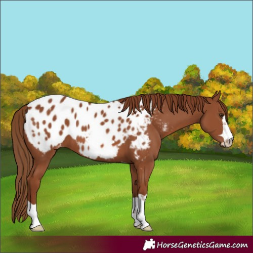 Horse Color:Chestnut Appaloosa