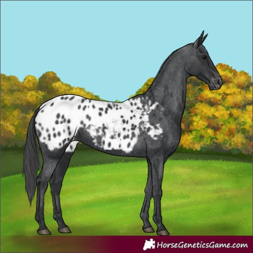 Horse Color:Black Appaloosa
