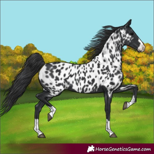 Horse Color:Black Appaloosa